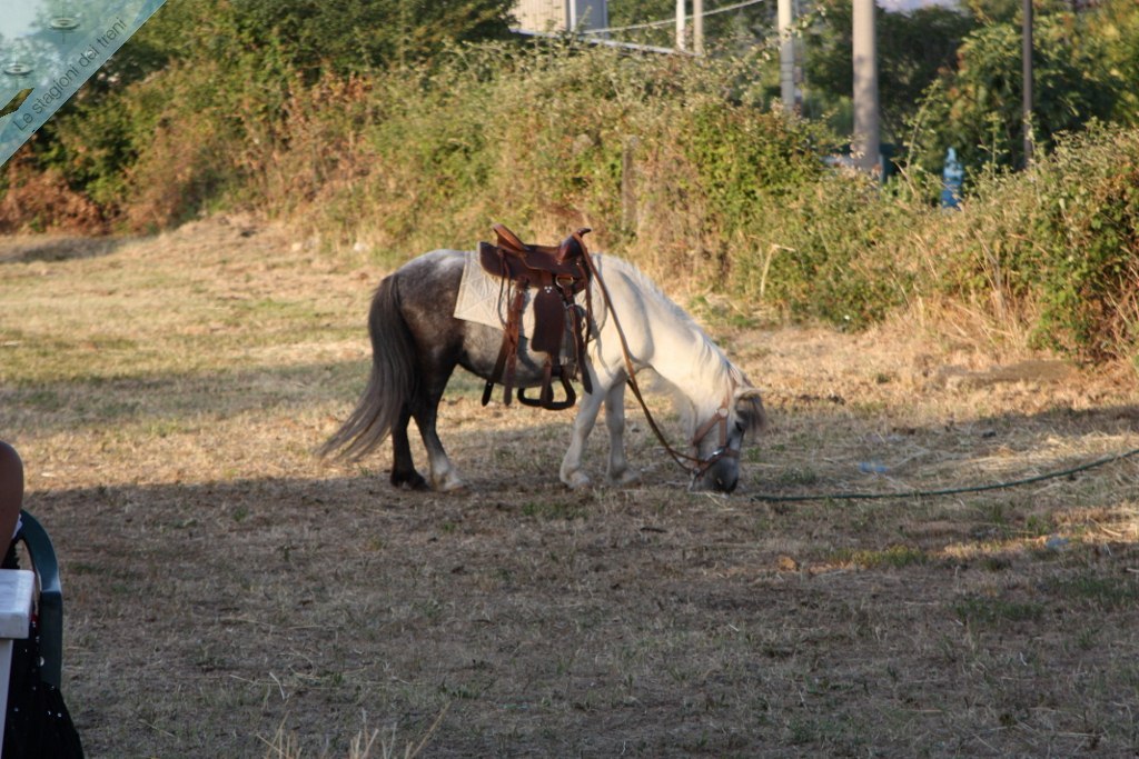 foto successiva